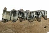 Fossil Woolly Rhino (Coelodonta) Mandible Section - Siberia #225186-2